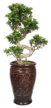 EXCLUSIVE 15 YEARS OLD S-SHAPED FICUS BONSAI PLANT