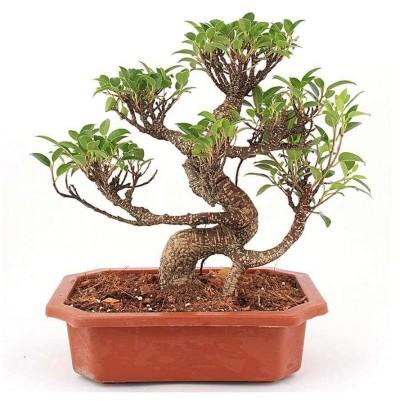 S shape ficus 5 years old
