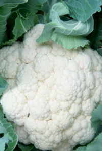 Hybrid Cauliflower