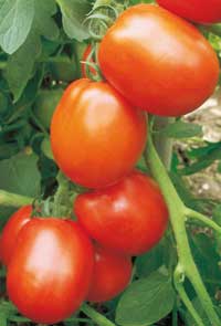 Hybrid Tomato