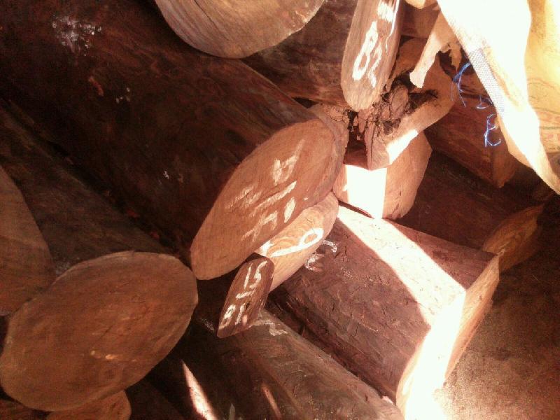 red sandalwood logs &living trees of  grade-A