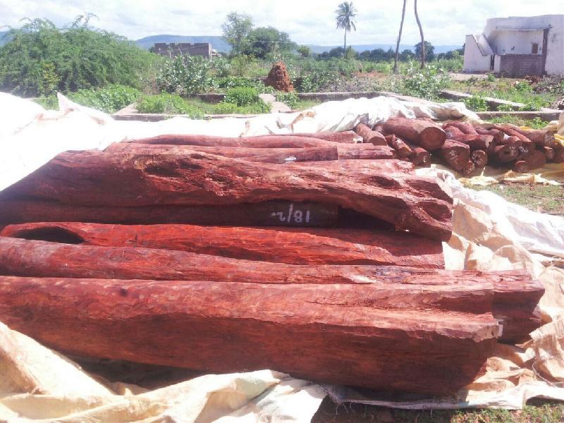 red sandalwood logs & living trees seller at best price INR 1,500