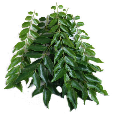 Organic curry leaves