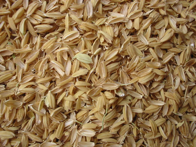 Rice Husk, Color : Golden Brown
