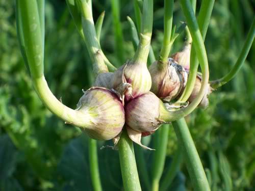 Fresh Egyptian Walking Onion