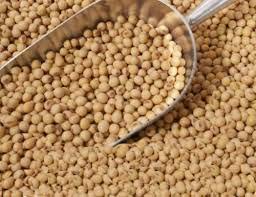 soybean seeds