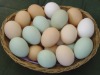 Broiler Chicken Hatching Eggs Cobb/ross,