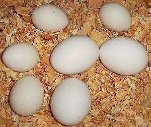 Chicken Hatching Eggs supply