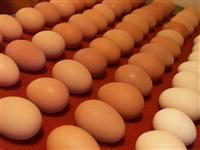 Fresh Chicken Table  Eggs white &amp;amp; Brown