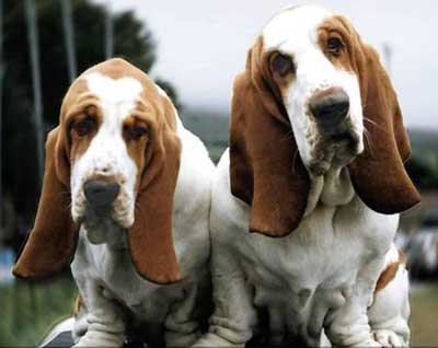 Basset Hound Dogs