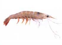 Brown Shrimp (Metapenaeus)