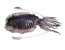 Cuttle Fish (Sepia SPP.)