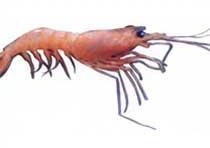 Deep Sea Shrimp (Solenocera Sp.)