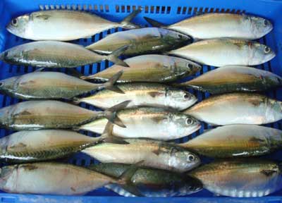 Indian Mackerel (Rastrelliger Kanagurta)