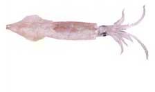 Squid (Doryteuthiis Sibogae)