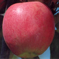 Ambri Apple