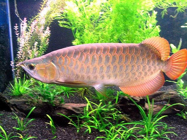 Chilli Red Arowana Fishes Wholesale Suppliers in Gujarat 