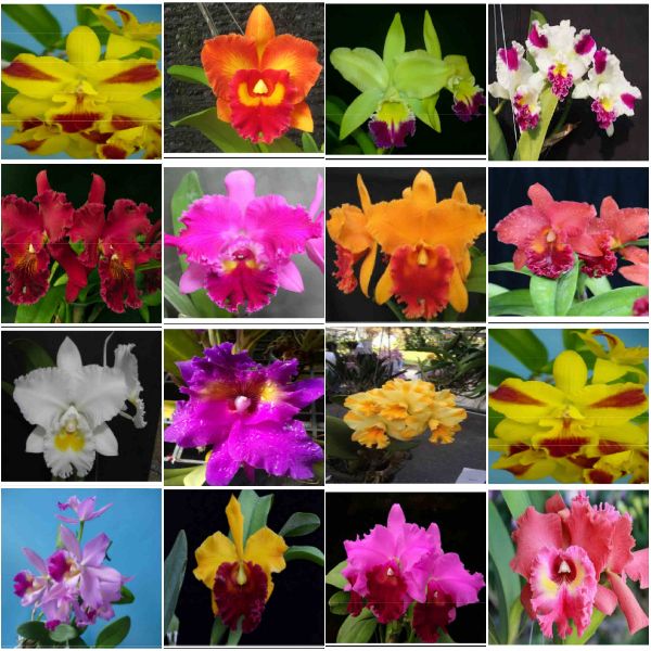 Orchid mature plants, Color : 40