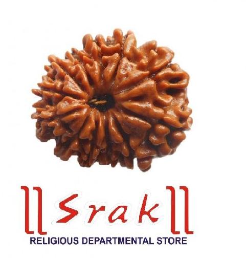 12 Mukhi Rudraksha