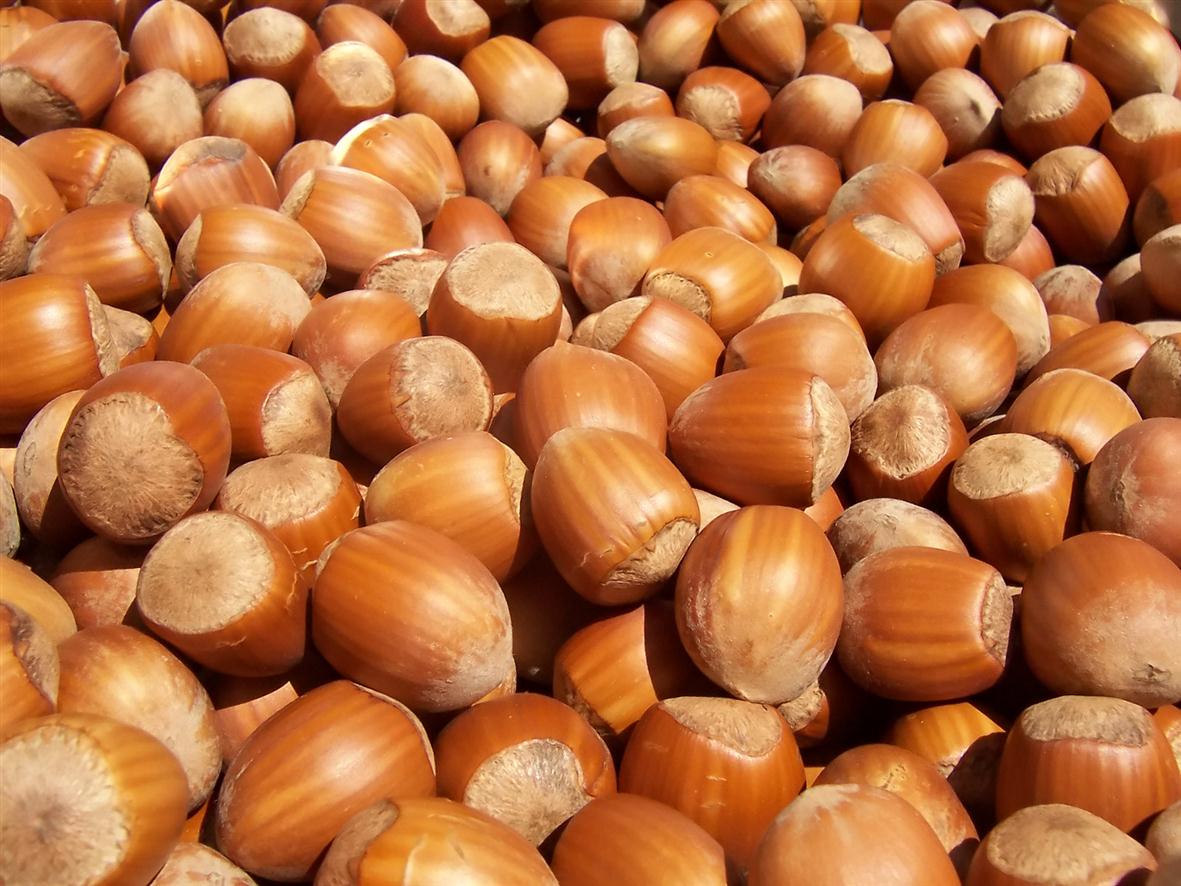 100% Organic and Natural Hazelnuts