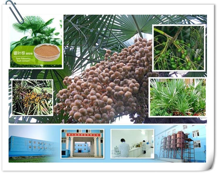Saw Palmetto Fruit Extract 5% Gc or Hplc