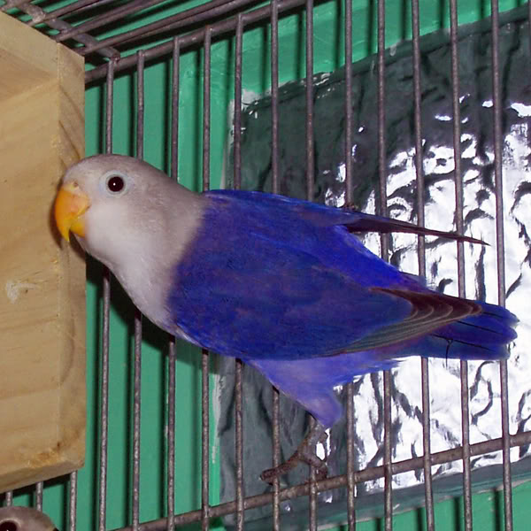 african lovebirds manufacturer in