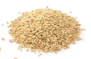 Durum Wheat