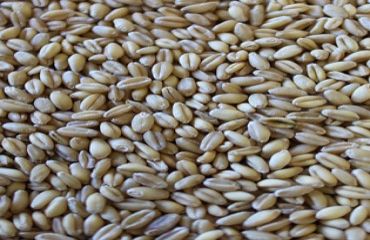Soft White Wheat