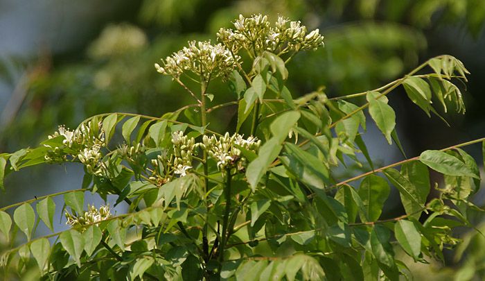 Raw Natural Fresh Curry Leaves, for Food Medicine, Specialities : Good Quality