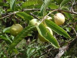 Guava Leaves (Dry)