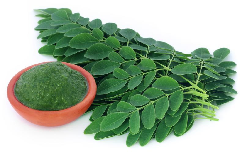 Natural Fresh Moringa Leaves, for Medicine, Feature : Good Quality