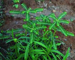 Phyllanthus Amarus (Keela nalli)