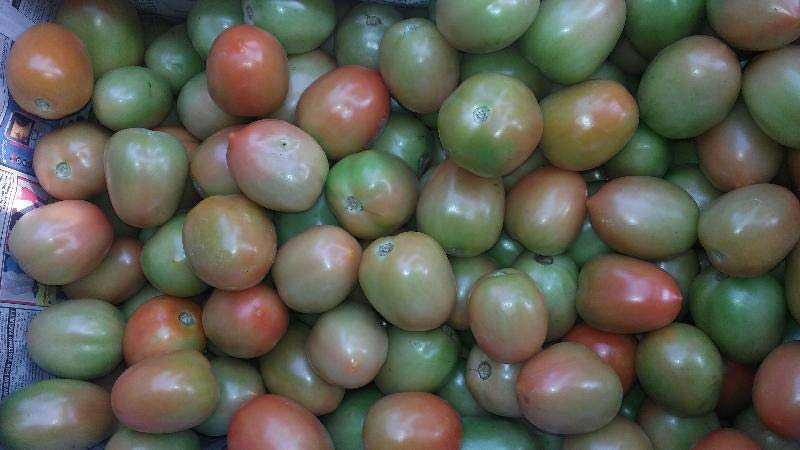 Export quality Green Tomato