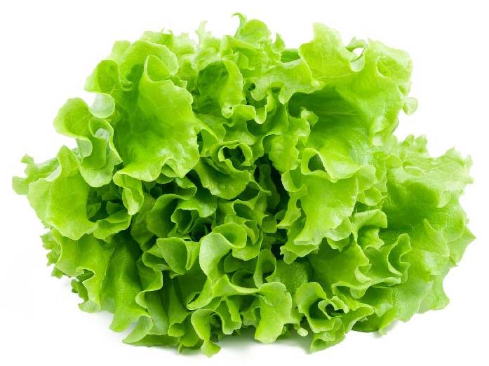 fresh lettuce