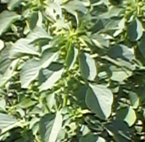 Acalypha Indica Euphorbiaceae