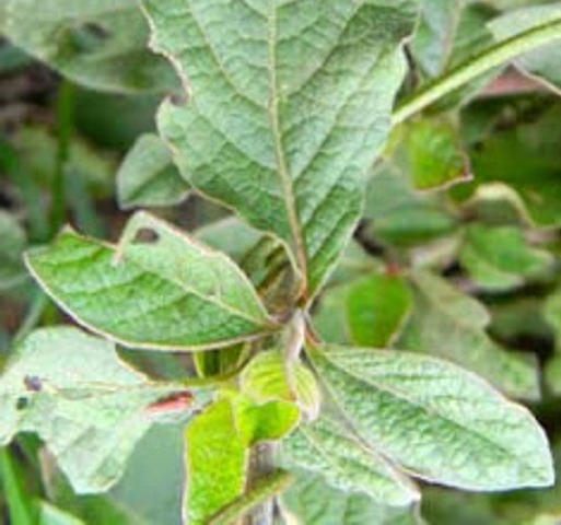 Achyranthes Aspera Amaranthaceae
