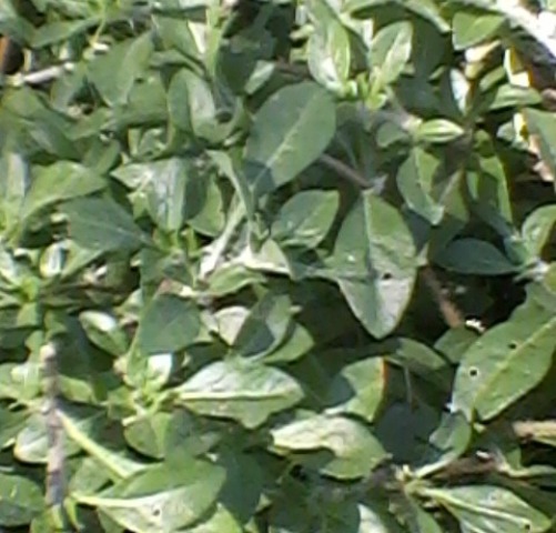 Alternanthera Sessilis Amaranthaceae