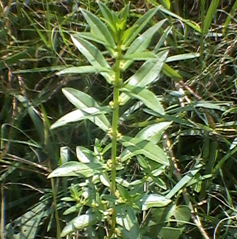 Ammannia Baccifera Lythraceae