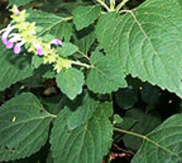 Anisomeles Indica Family: Lamiaceae