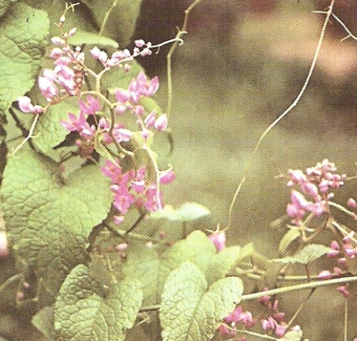 Antigonon Leptopus Polygonaceae