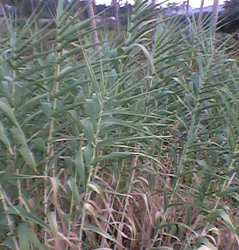 Arundo Donax Poaceae