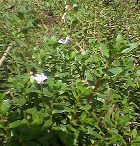 Bacopa Monnieri Scrophulariaceae