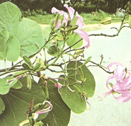 Bauhinia Purpurea Caesalpiniaceae