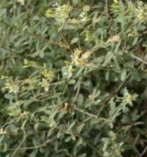 Cadaba Fruticosa Capparaceae