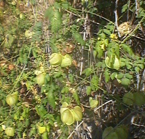 Cardiospermum Canescens Sapindaceae