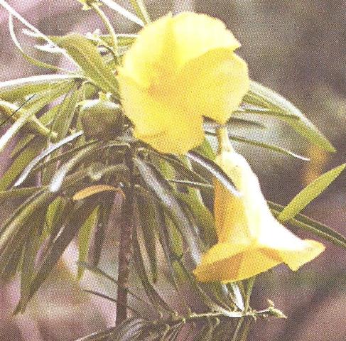Cascabela Thevetia  Apocynaceae