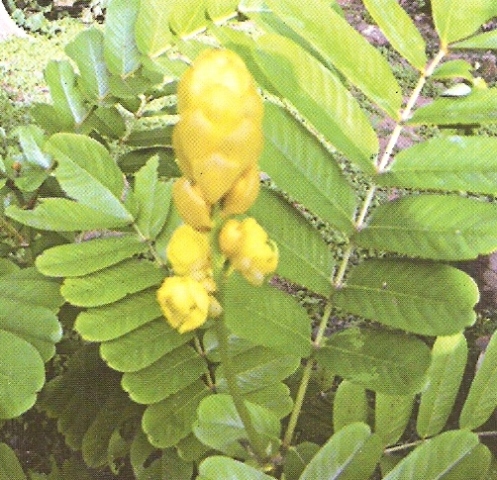 Cassia Alata  Caesalpiniaceae