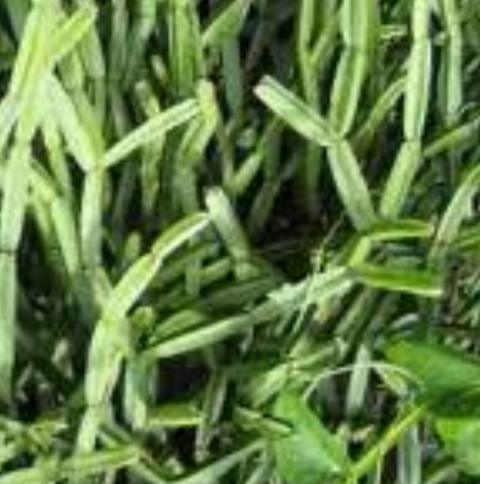 Cissus Quadrangularis Vitaceae