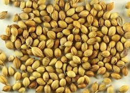 Organic coriander seeds, for Cooking