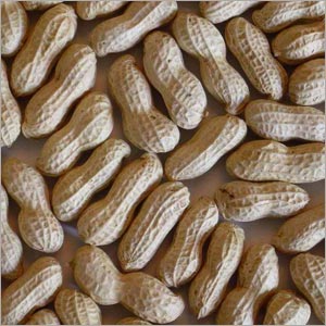 Organic Groundnut Seeds, for Food, Packaging Type : Jute Bags, Plastic Packets